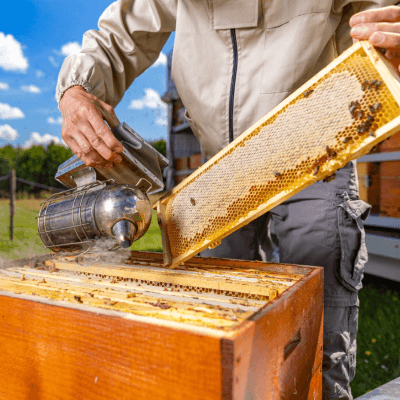 Returning frames to the hive